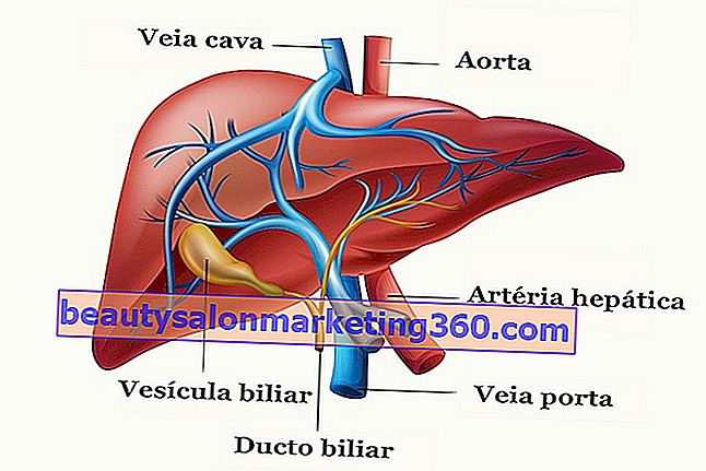 Anatomija jetre