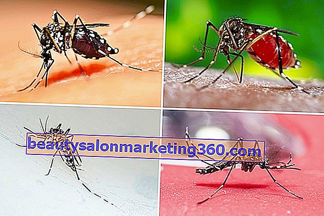 Kako prepoznati denga komarca (Aedes aegypti)