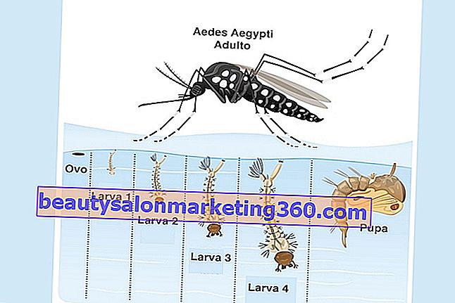 Doznajte o životnom ciklusu Aedes aegypti