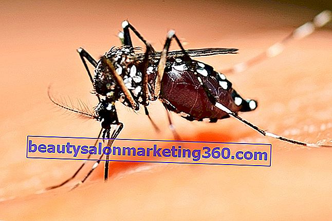 Doznajte o životnom ciklusu Aedes aegypti
