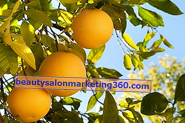 Prínosy pre zdravie grapefruitu