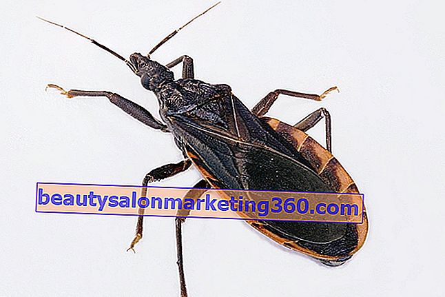 Chagas-kór: tünetek, ciklus, átvitel és kezelés
