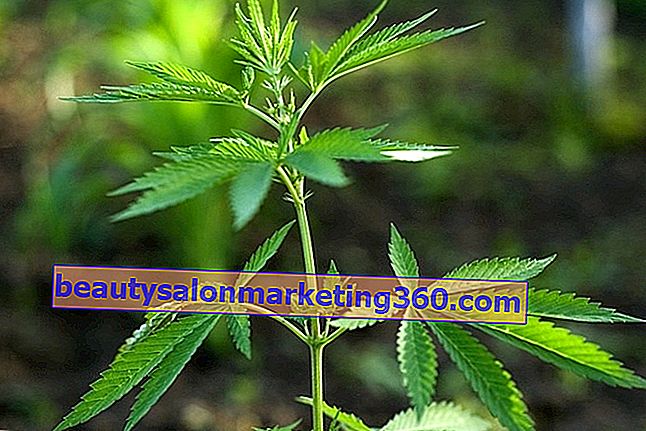 Marihuana: koji su učinci, koristi i štetnosti ljekovite biljke